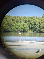 Phoenicopterus ruber