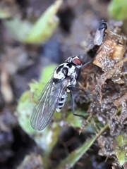 Anthomyia procellaris