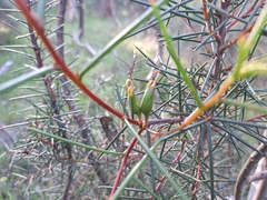 Hakea decurrens