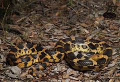 Pituophis deppei deppei