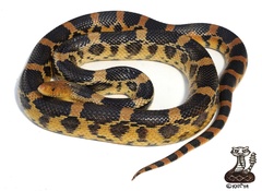 Pituophis deppei deppei