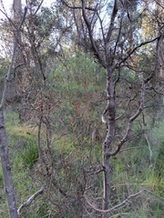 Hakea decurrens