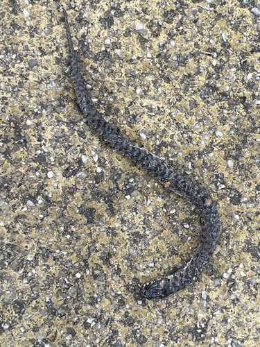 Viperine Water Snake, Natrix maura