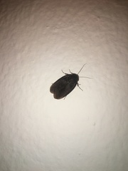 Polyphaga aegyptiaca