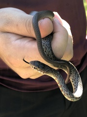 Coluber constrictor anthicus