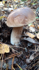 Boletus edulis