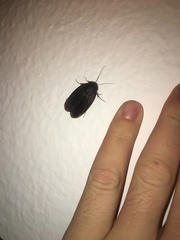 Polyphaga aegyptiaca