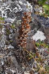 Pedicularis alopecuroides