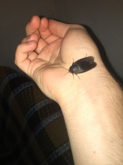 Polyphaga aegyptiaca