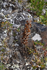 Pedicularis alopecuroides