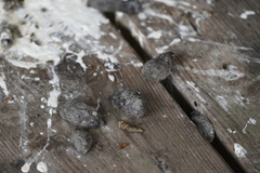 Falconiformes