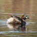 Common Australasian Grebe - Photo (c) Tom, some rights reserved (CC BY), uploaded by Tom