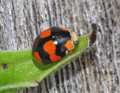 Brachiacantha decora