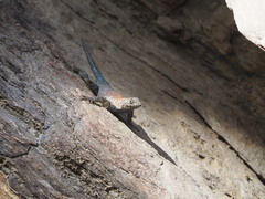 Sceloporus orcutti