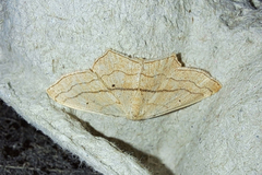 Scopula imitaria