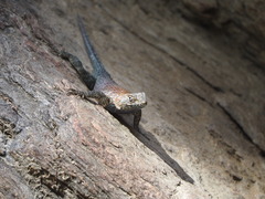 Sceloporus orcutti