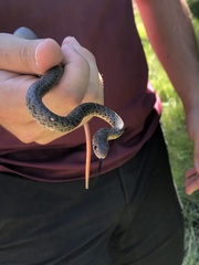 Coluber constrictor anthicus