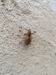 Naupactus versatilis