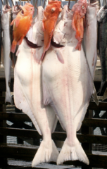 Hippoglossus stenolepis