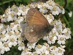Coenonympha tullia