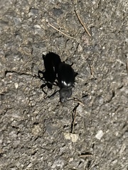 Blaps lusitanica