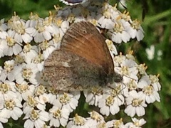 Coenonympha tullia