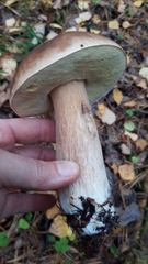 Boletus edulis