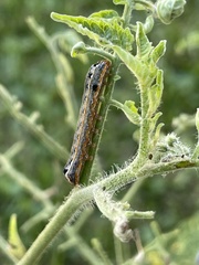 Spodoptera frugiperda