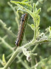 Spodoptera frugiperda