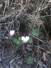 Cyclamen africanum
