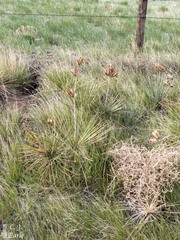 Yucca glauca