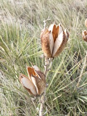 Yucca glauca