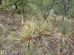 Yucca glauca