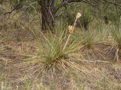 Yucca glauca