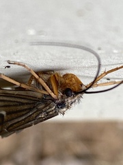 Dicosmoecus