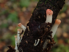 Sarcoscypha austriaca