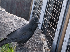 Corvus coronoides