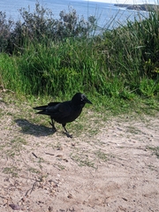 Corvus coronoides