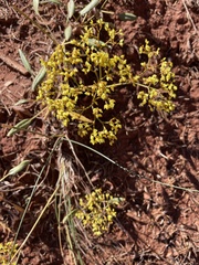 Eriogonum alatum