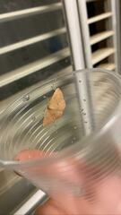 Cyclophora puppillaria