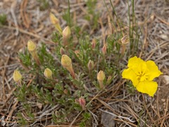 Oenothera hartwegii