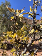 Fraxinus anomala