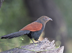 Centropus sinensis