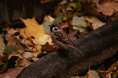 Passer montanus