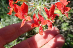 Pelargonium fulgidum