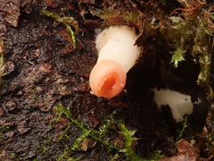 Sarcoscypha austriaca