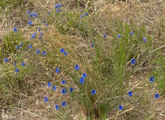 Linum perenne