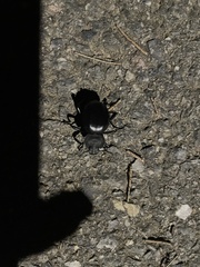 Blaps lusitanica