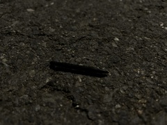 Ommatoiulus moreleti