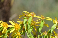 Senecio riddellii